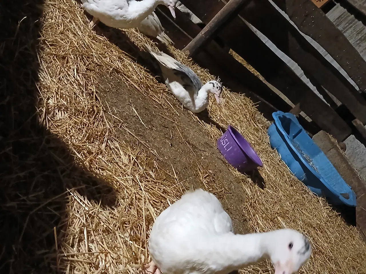 Billede 1 - Moskusænder sælges 