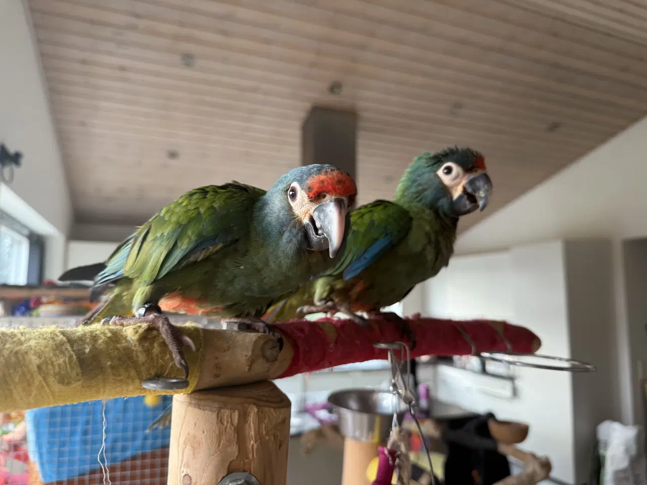 Billede 6 - rødrygget dværgara