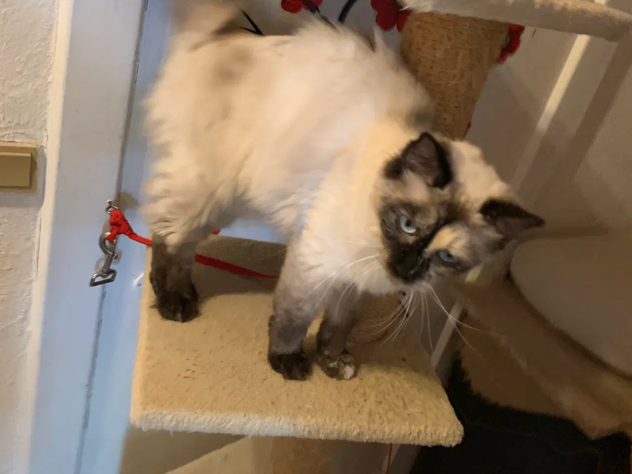 Billede 6 - Ragdoll - hun kat. 