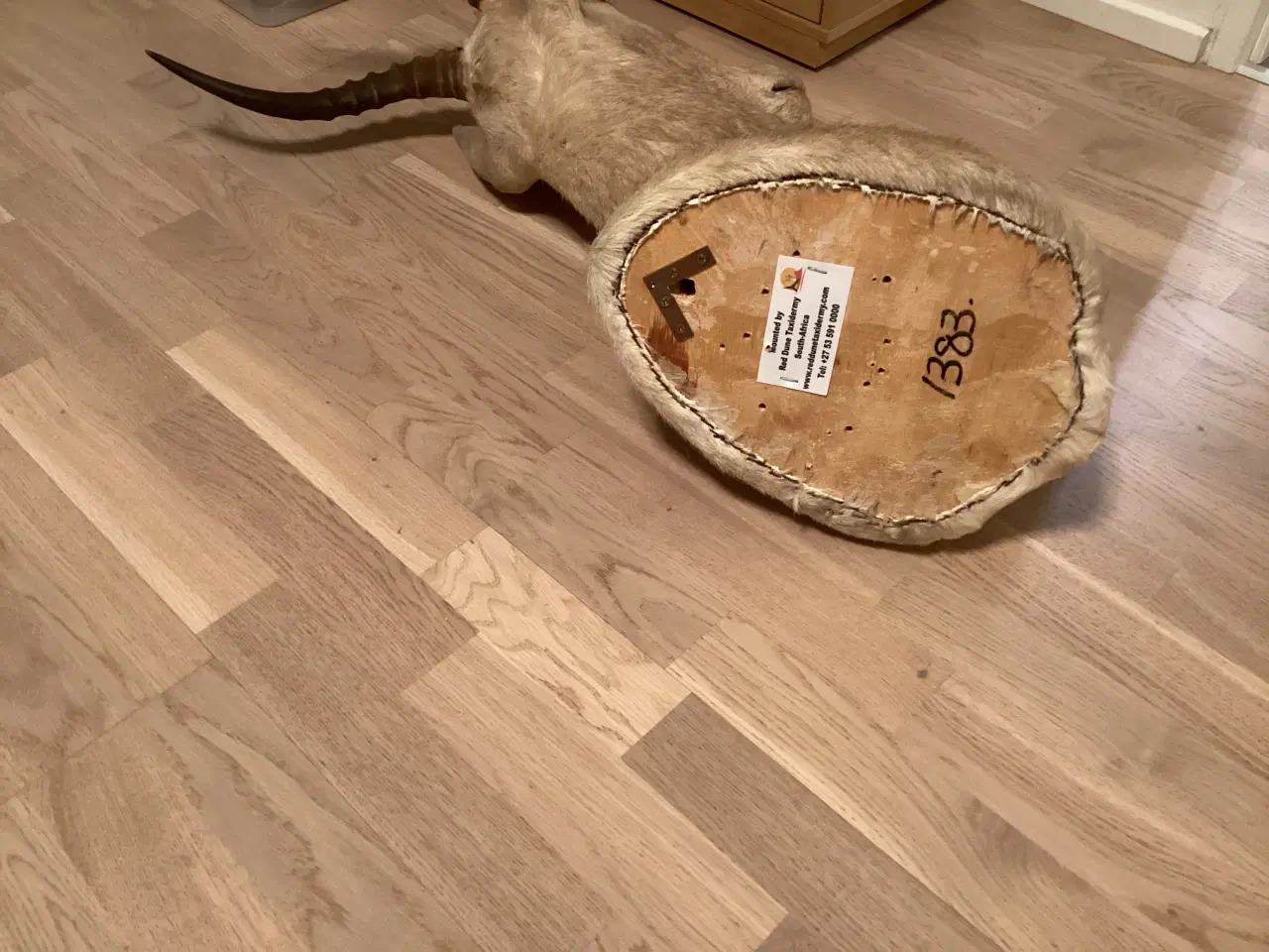 Billede 3 - Udstoppet dyr - flot stand