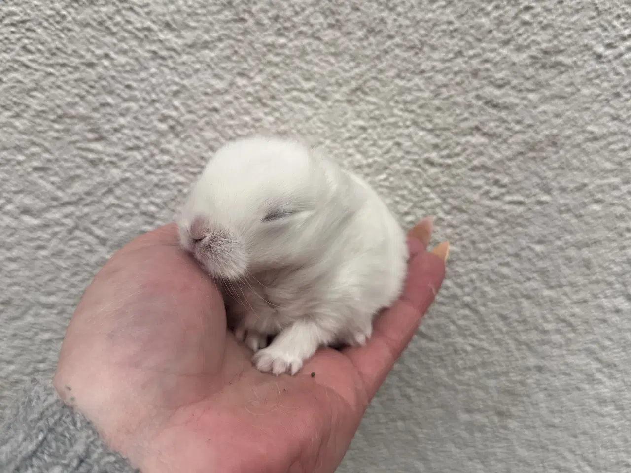 Billede 4 - Ægte minilop - dreng - UDLANDSK