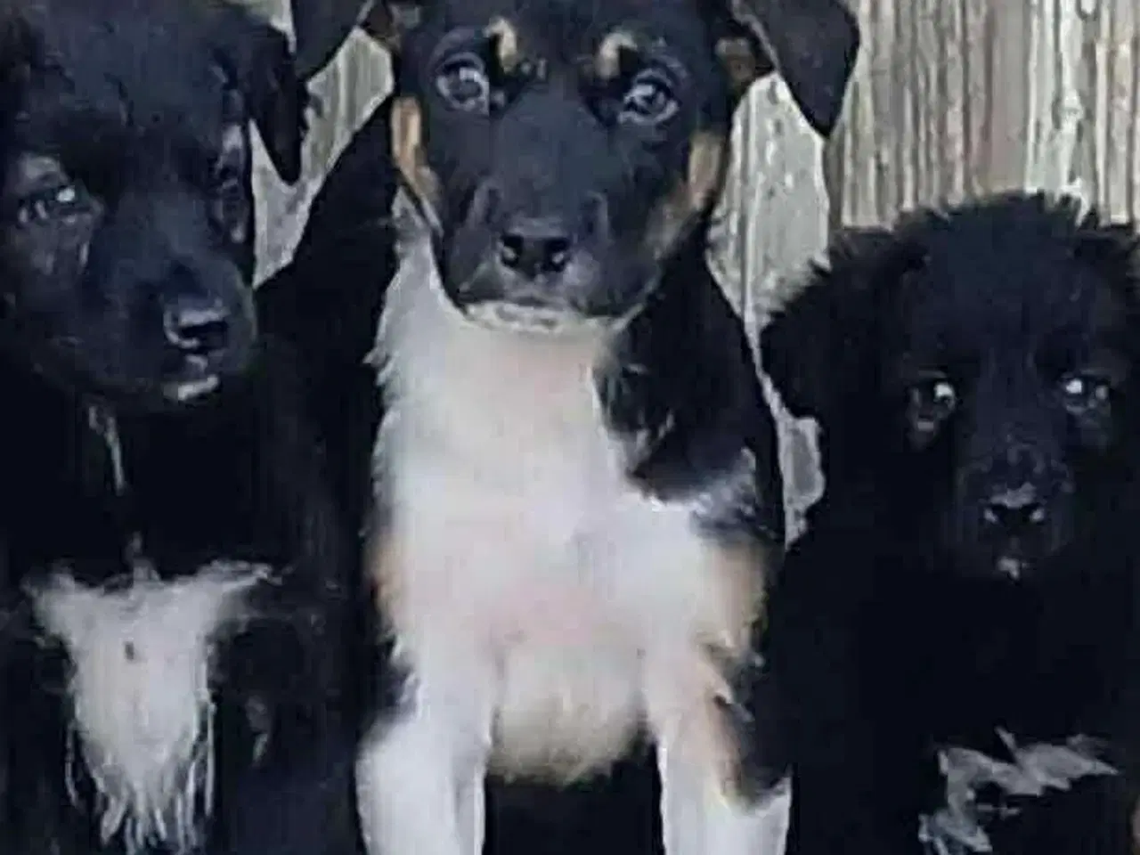 Billede 2 - Alfi leder efter sin egen familie 🩵