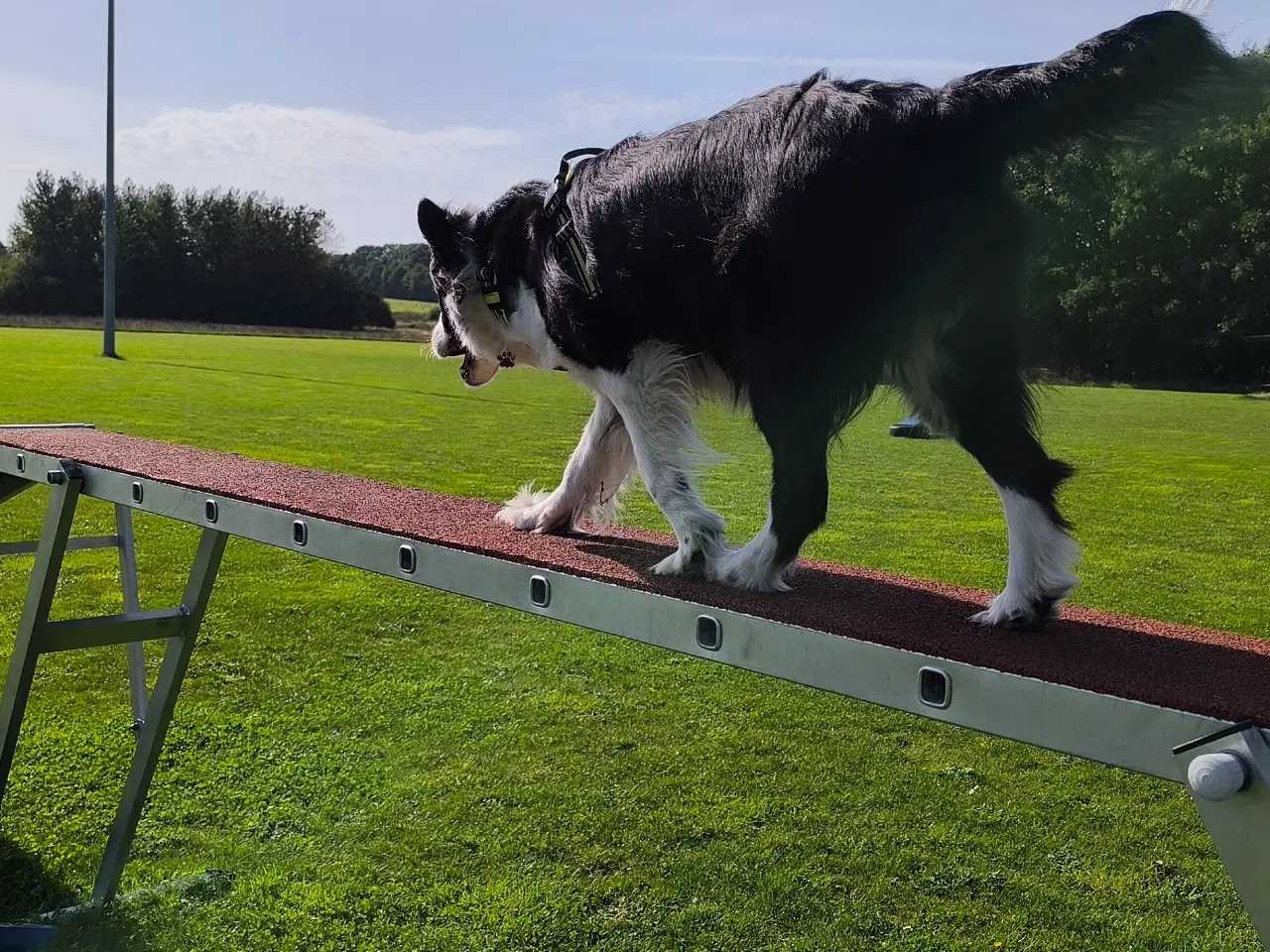 Billede 14 - Hvalpe stamtavle, lydighed, agility frisbee
