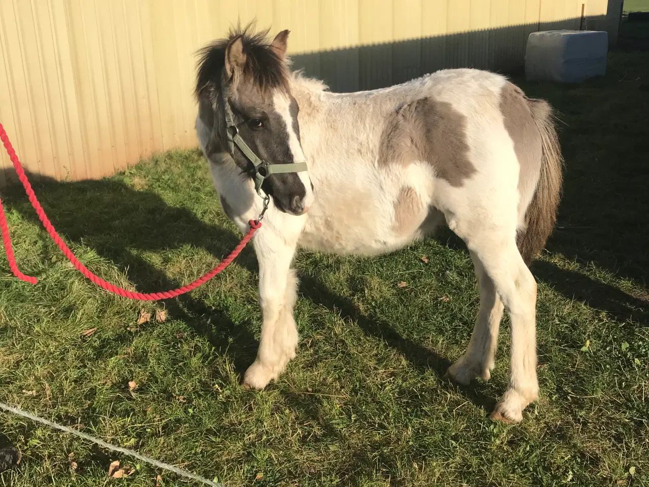 Billede 1 - Skøn pony hingst