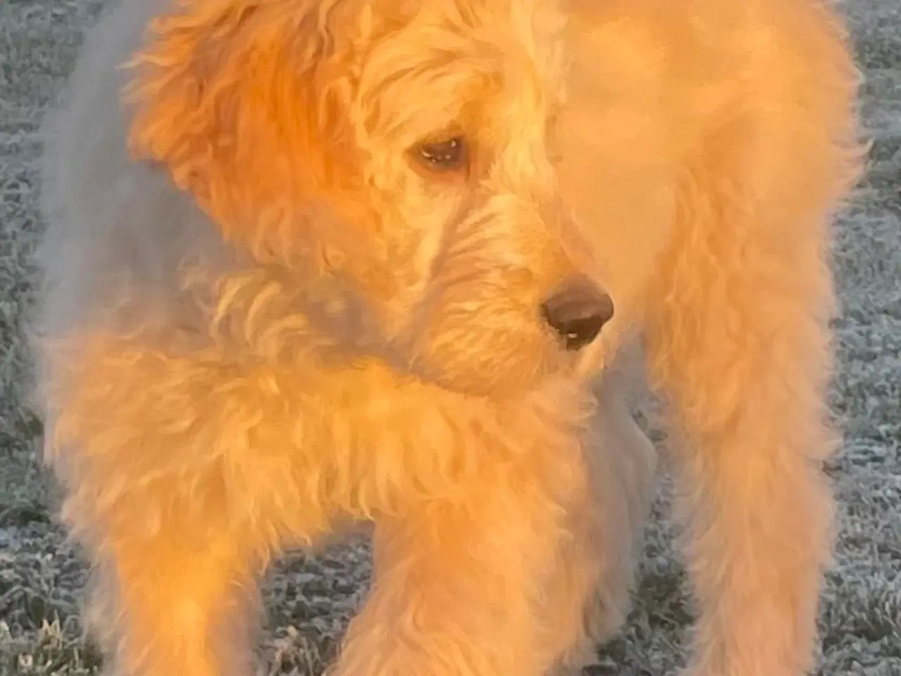 Billede 13 - Goldendoodle-HVALPE