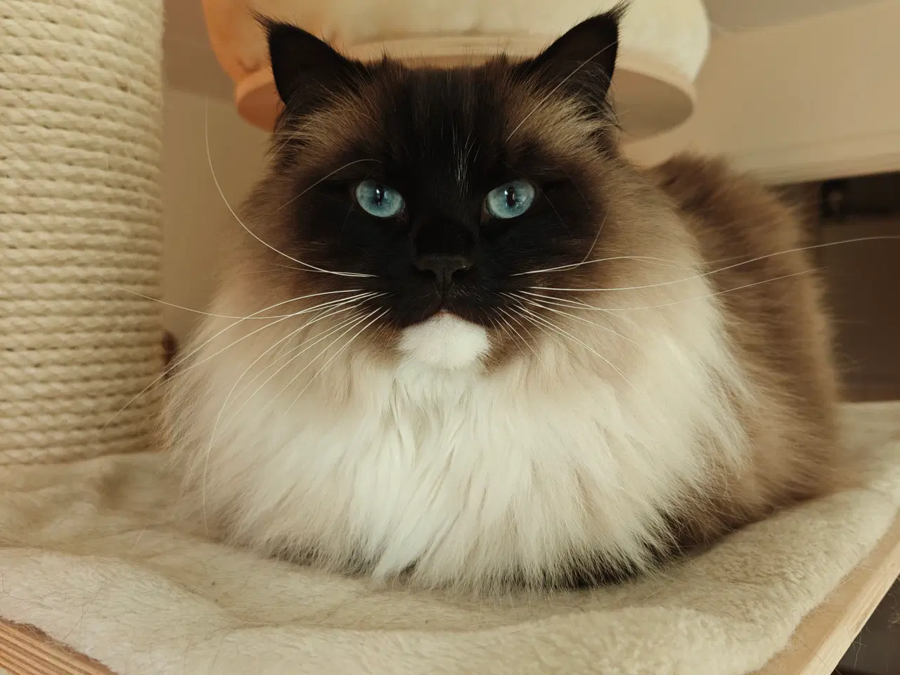 Billede 2 - Skøn Ragdoll 