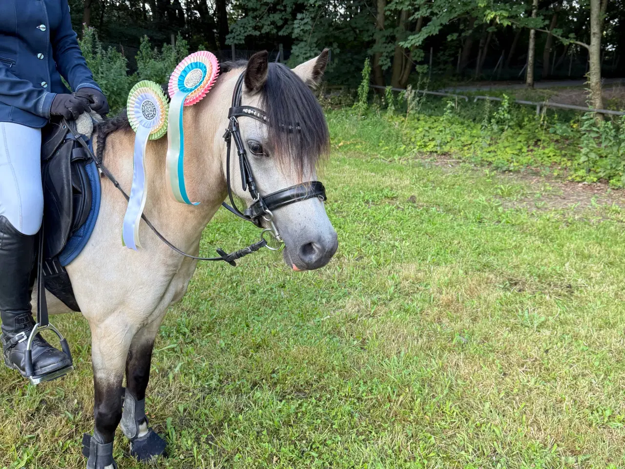 Billede 5 - Sødeste 3 pony