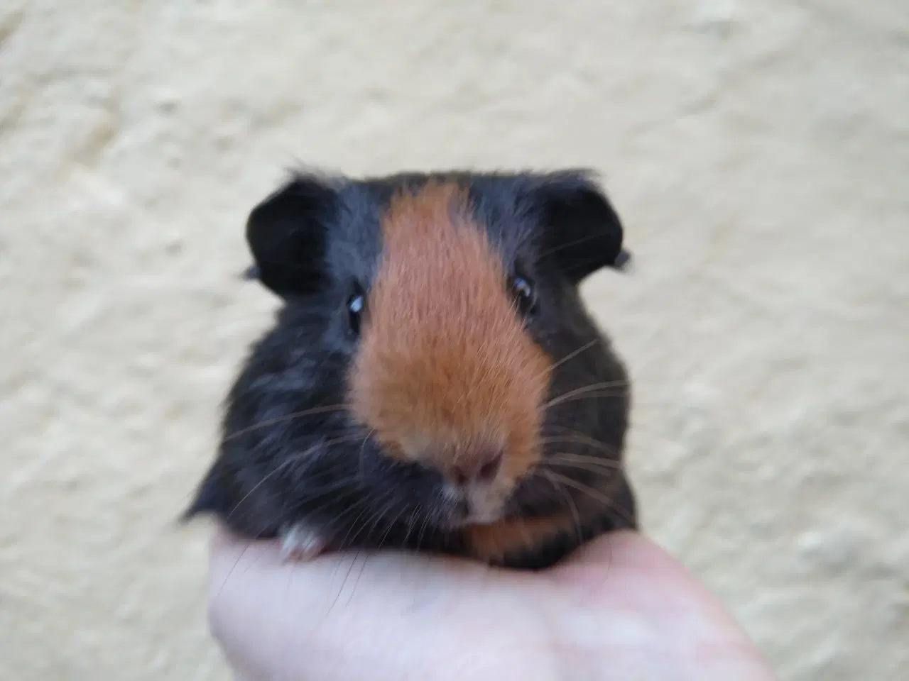 Billede 3 - 2 smukke og meget tamme brødre