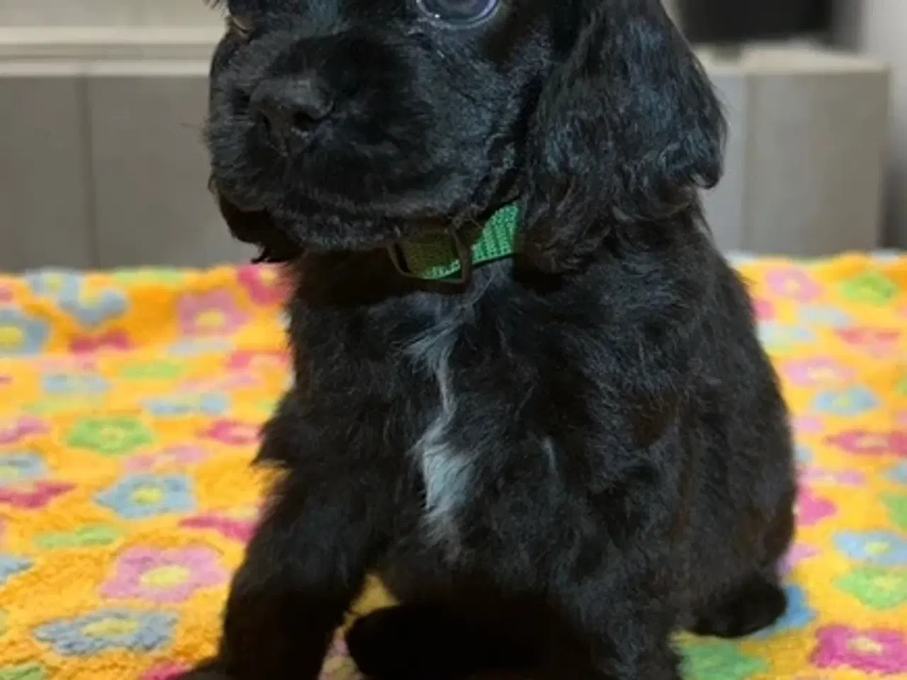 Billede 9 - Amerikansk Cocker hvalpe