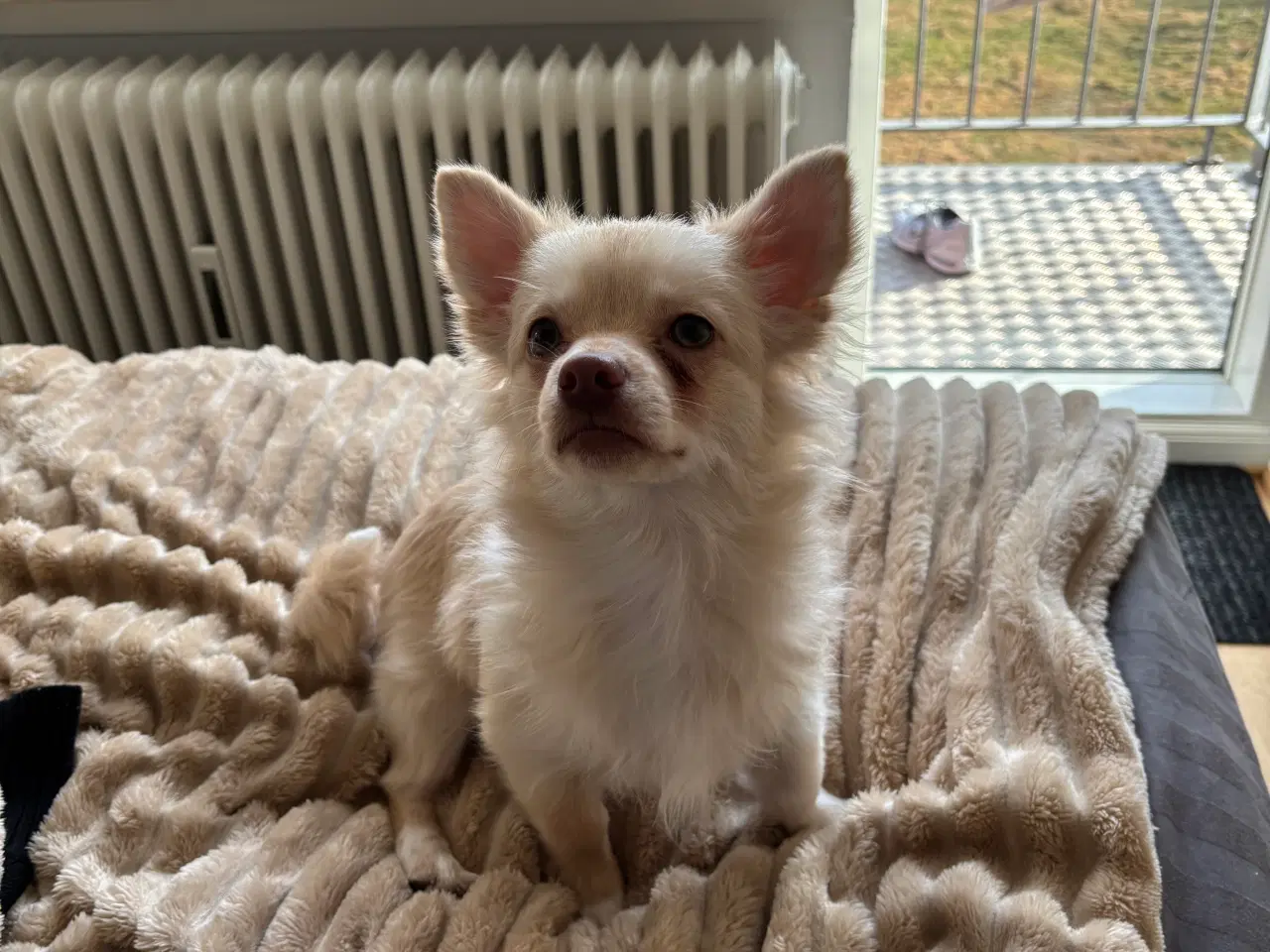 Billede 5 - Lang håret chihuahua 