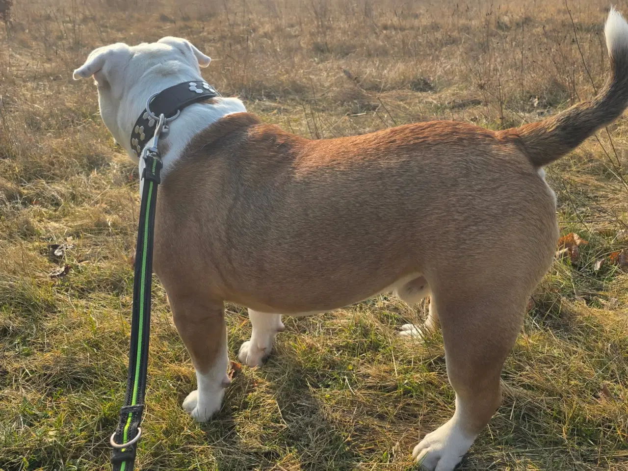 Billede 2 - Old english bulldog 