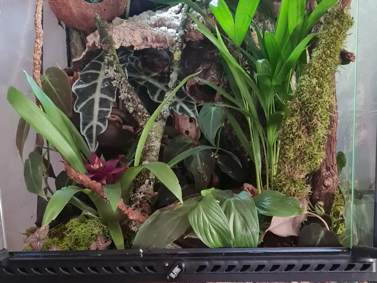 Billede 4 - Kronegekko med terrarie