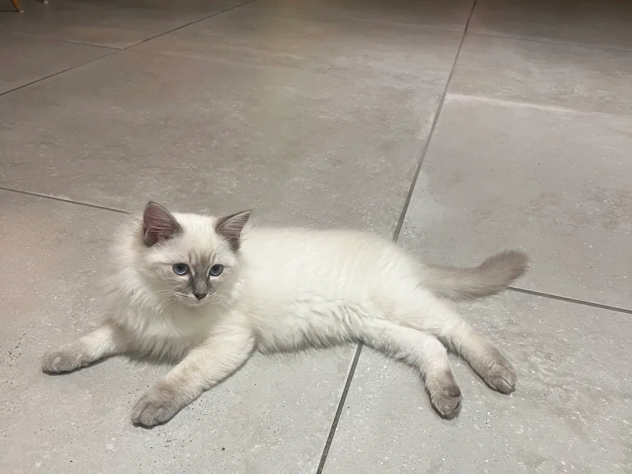 Billede 5 - Bedårende ragdolls killinger 