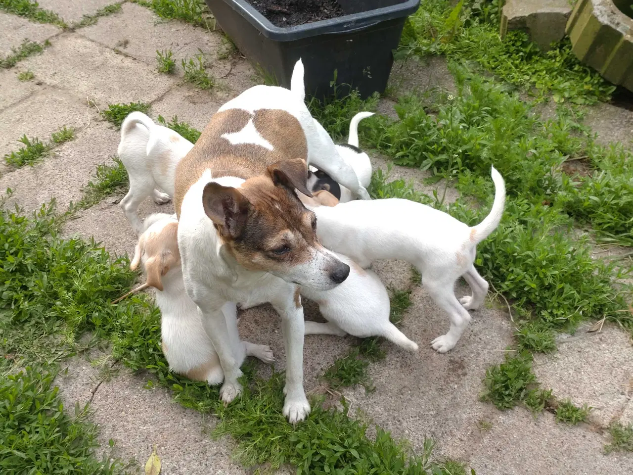 Billede 8 - Dansk/svensk gårdhunde hvalpe