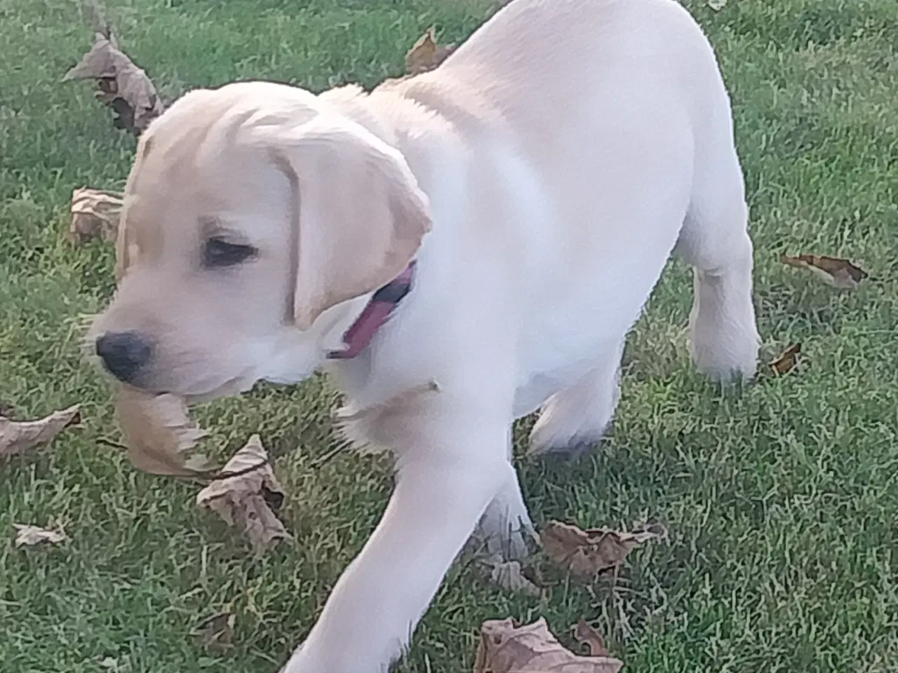 Billede 7 - Gule labrador hvalpe.