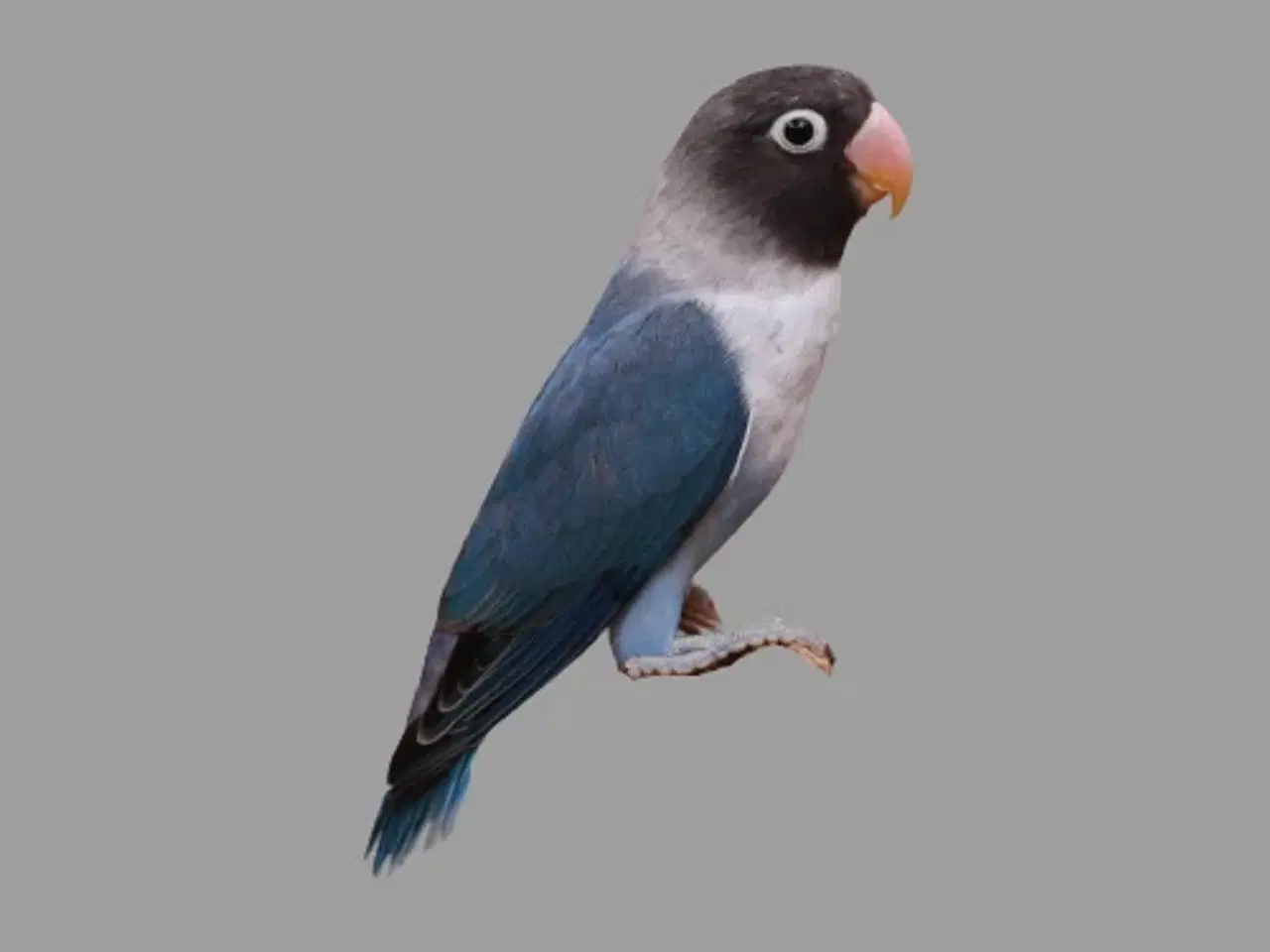 Billede 3 - Købes: Sorthovedet dværgpapegøje