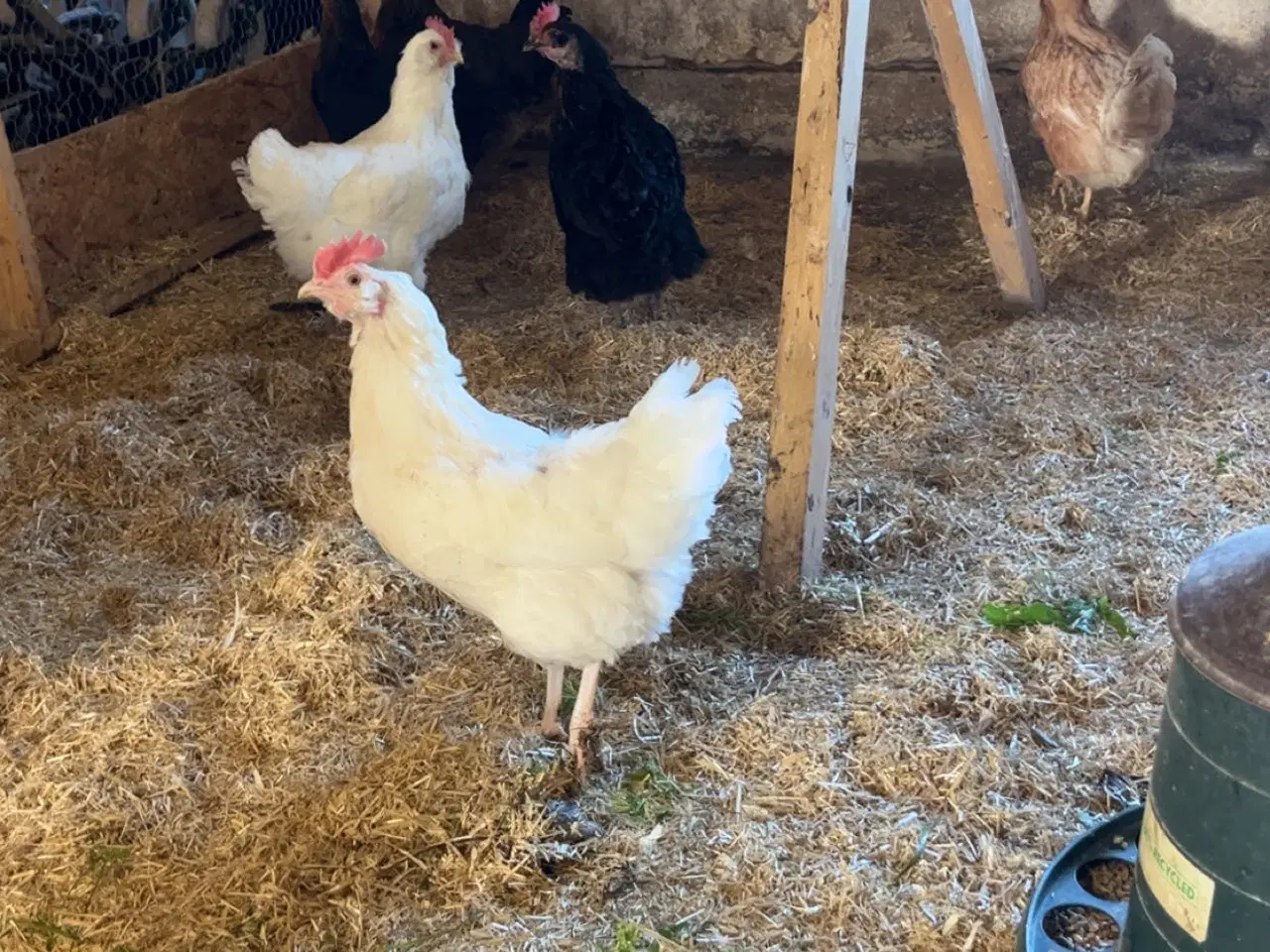 Billede 1 - Høns sælges