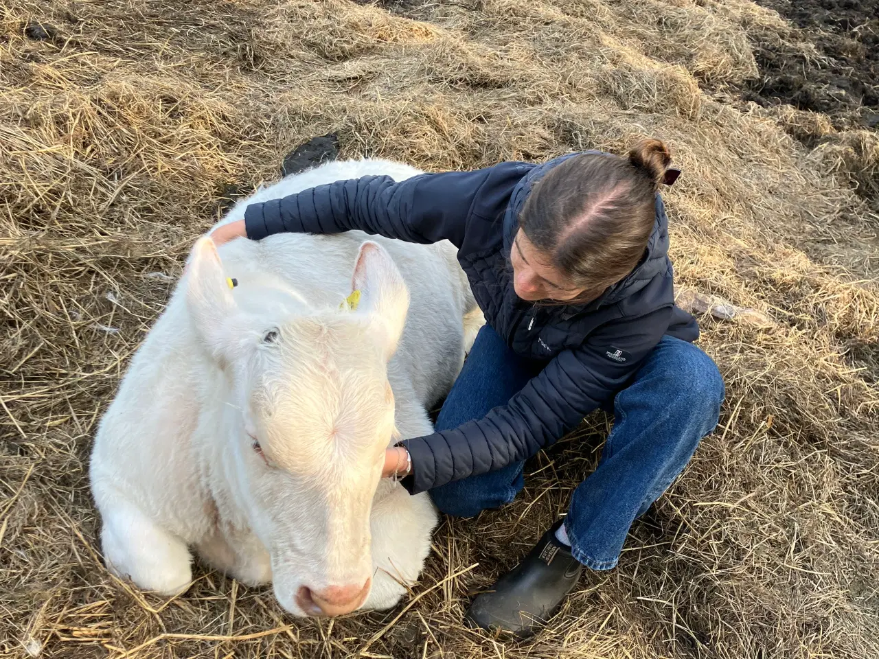 Billede 5 - Charolais tyrekalv 