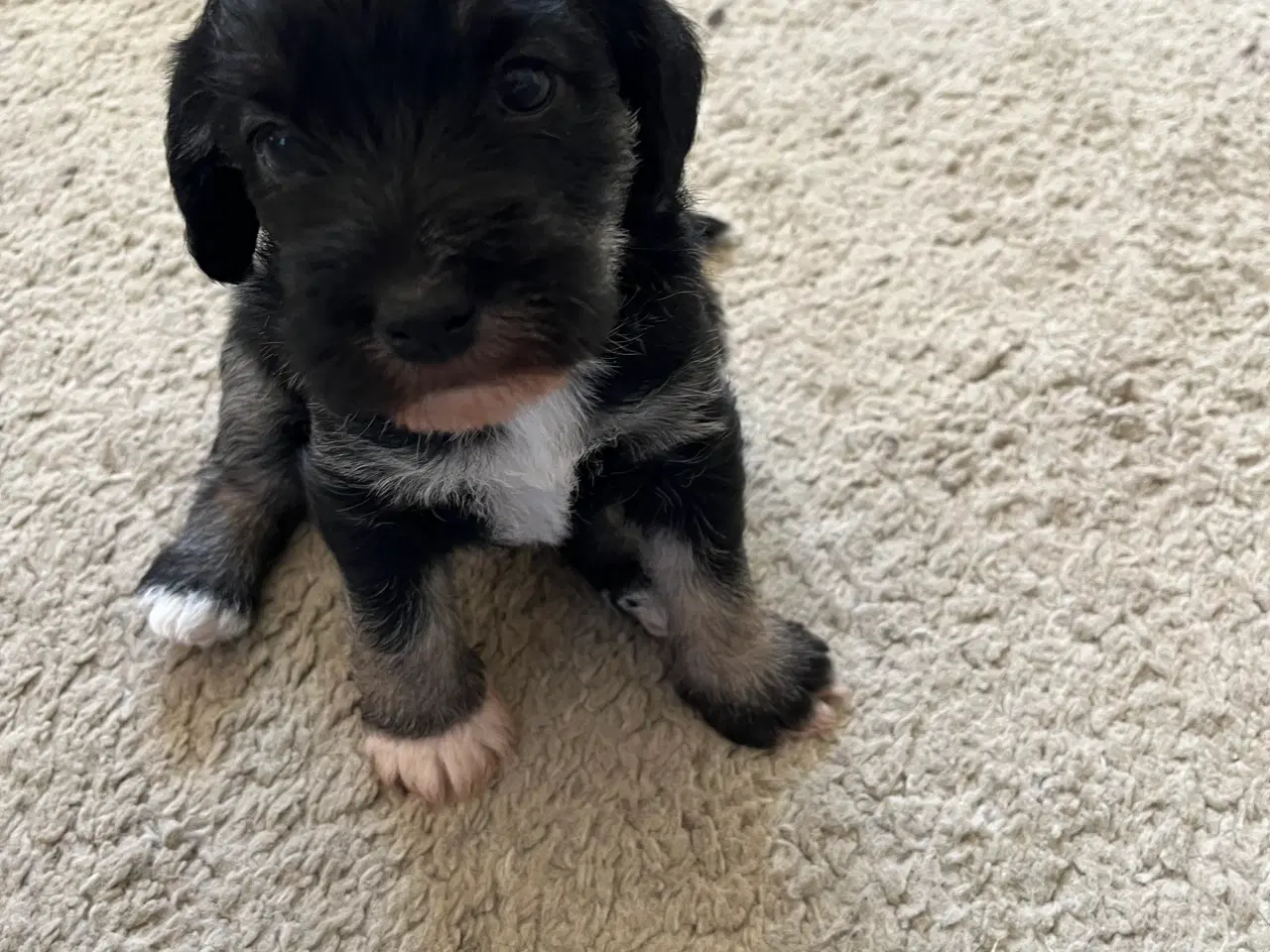 Billede 6 - 3 tævehvalpe sælges - Jack Russell / Bichon Havana