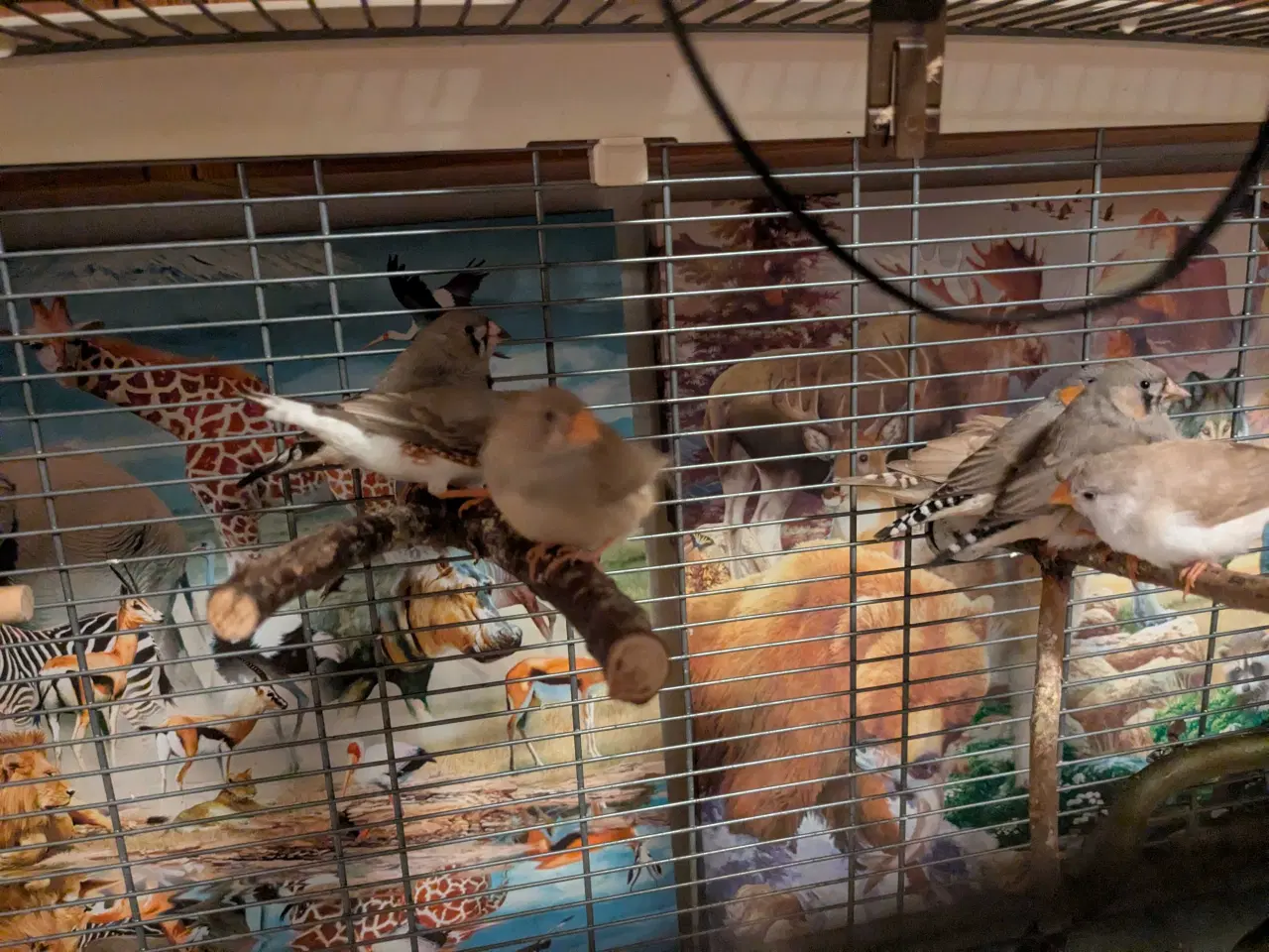 Billede 6 - 10 Zebraer finker med fuglebure