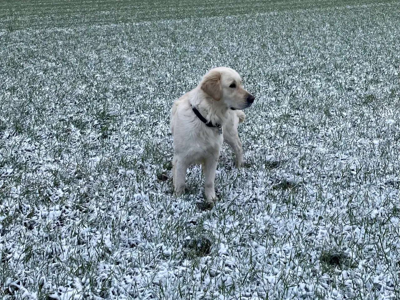 Billede 3 - Golden retriever hvalpe