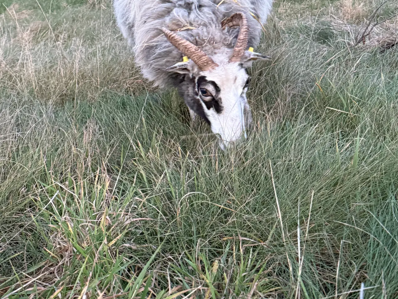 Billede 3 - Spælsau moderfår
