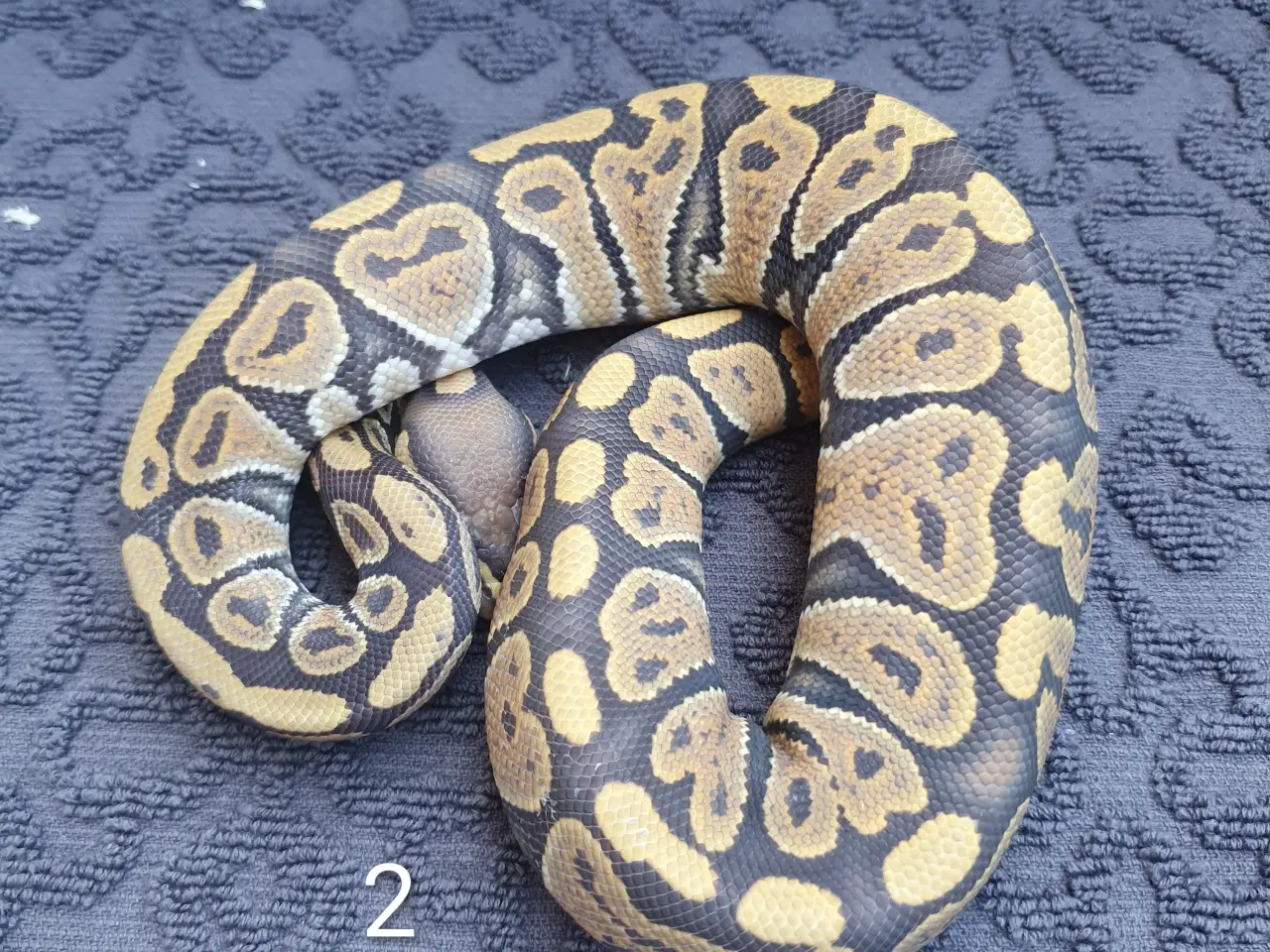 Billede 2 - Kongepython morfer..