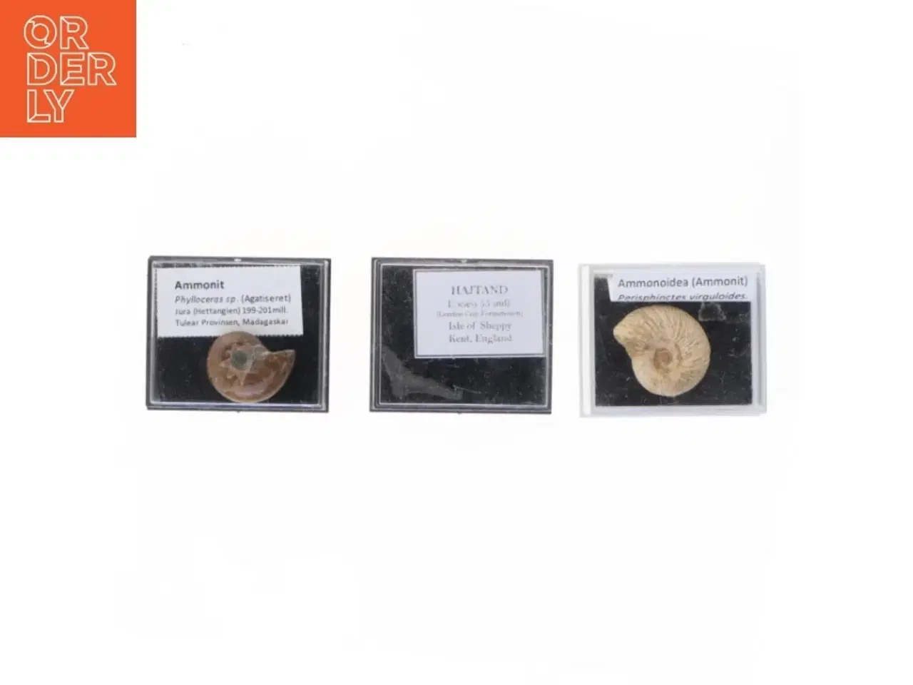 Billede 1 - Fossile prøver med displaykasser (str. Eske 4,1 x 3,5 x 2,1 cm)