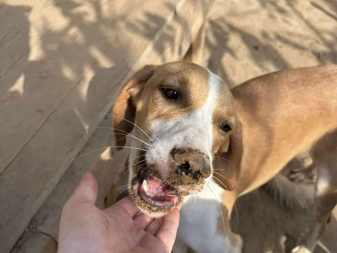 Billede 10 - Skønne Riga søger sit 4ever hjem