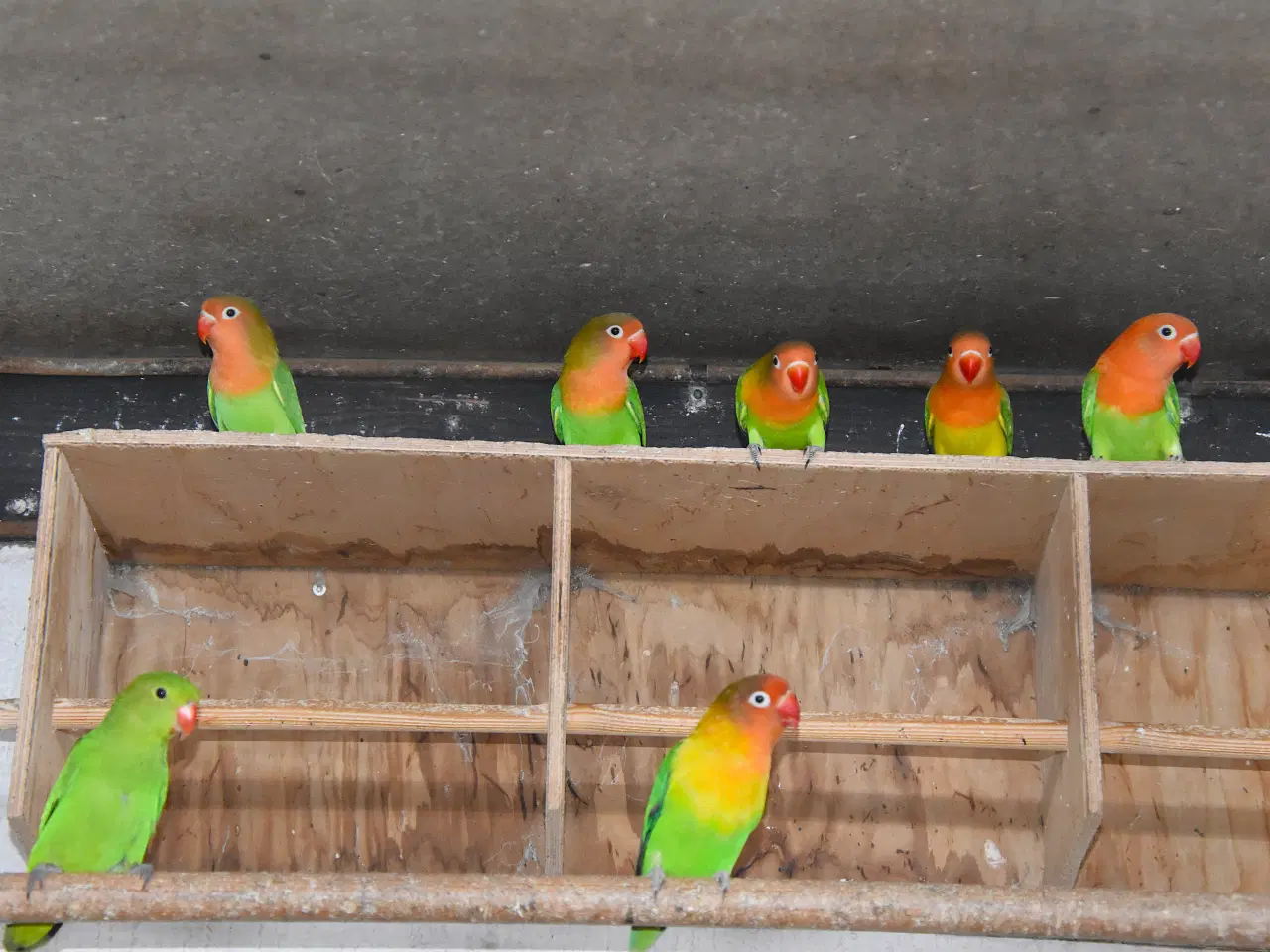 Billede 3 - Rødhovedet Dværgpapegøjer sælges