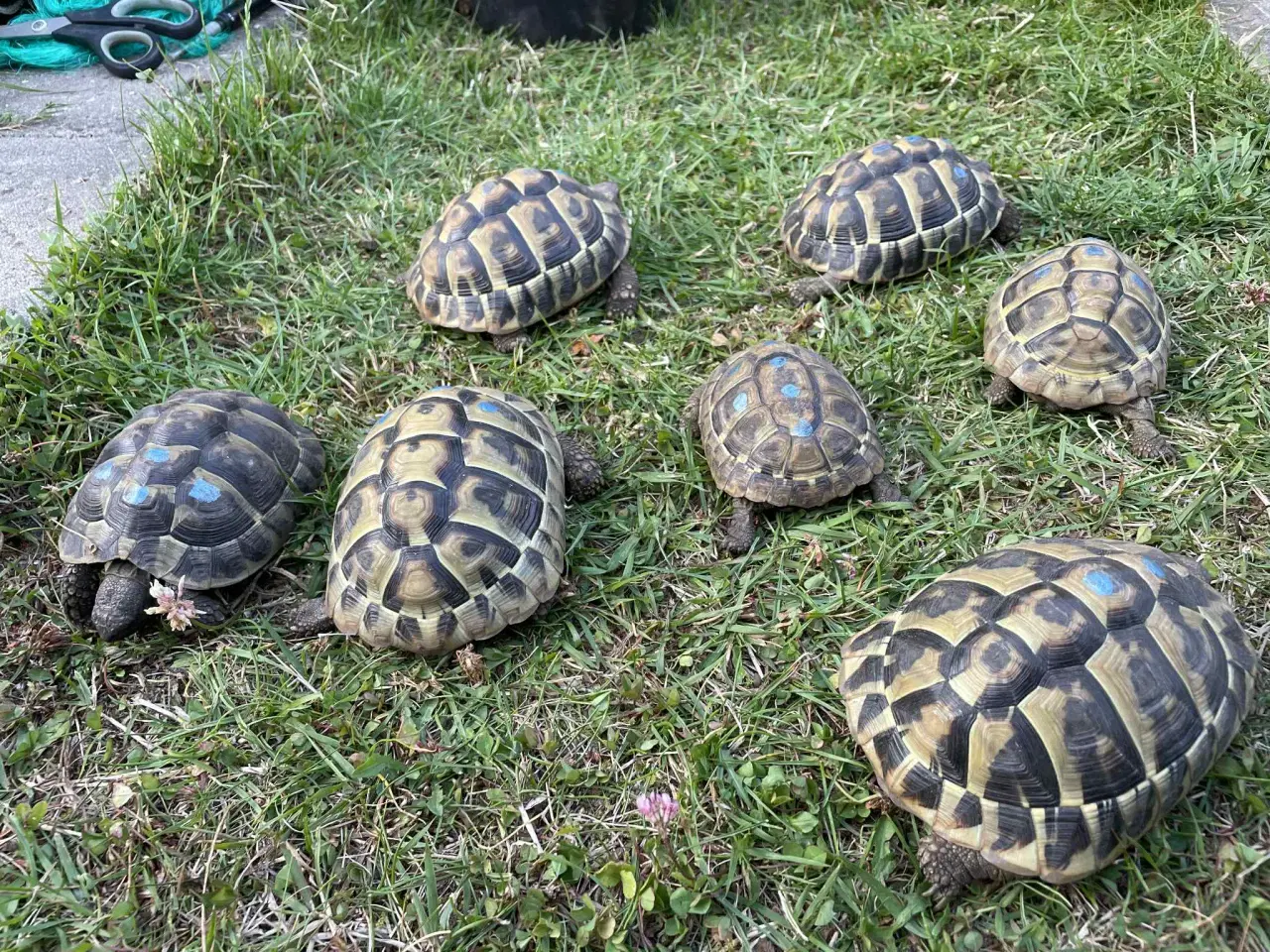 Billede 2 - Skildpadder, Græske landskildpadder 7-9 år
