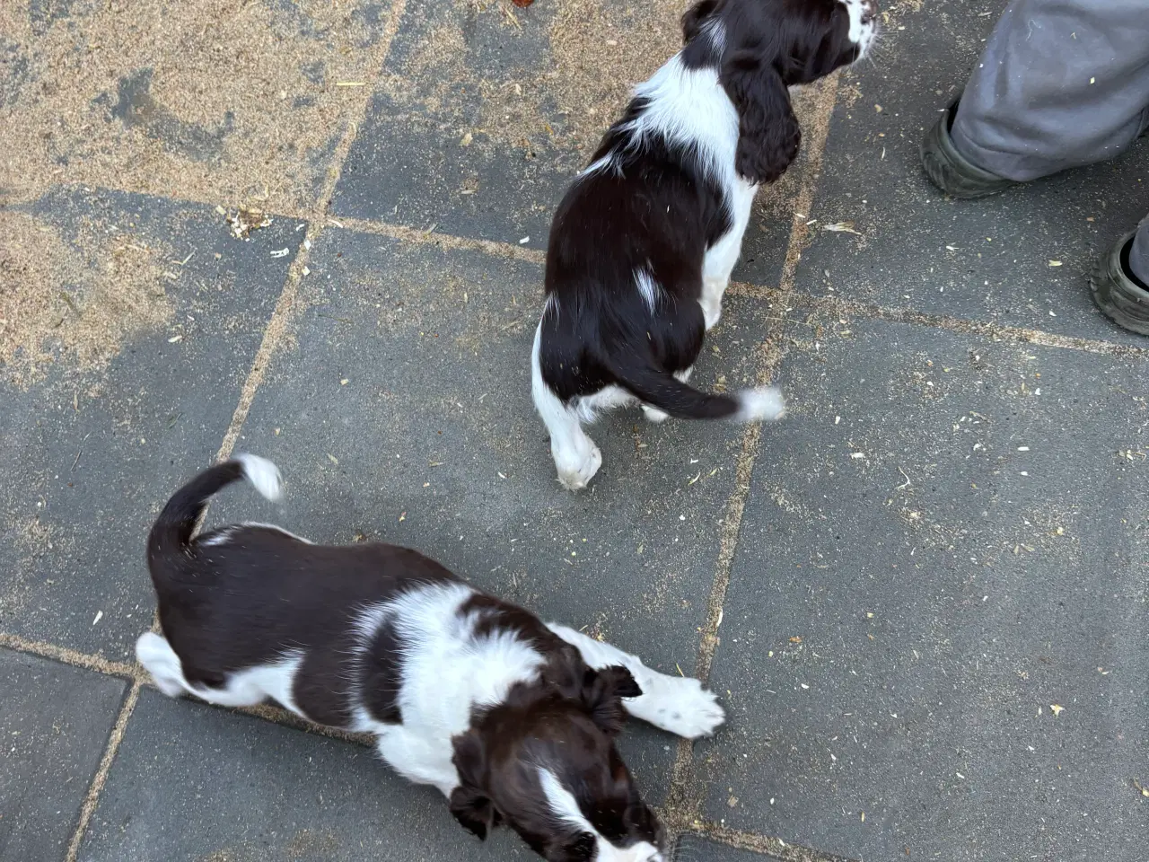 Billede 1 - Engelsk Springer Spaniels 