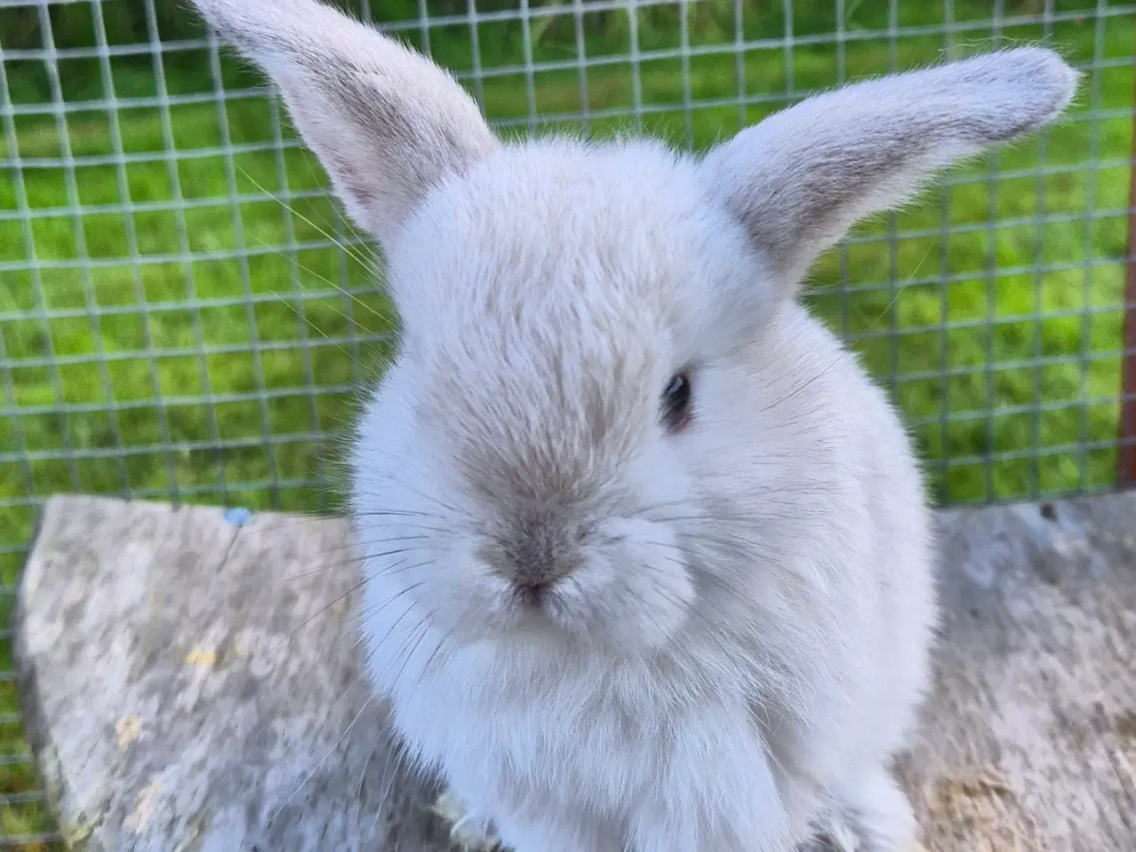 Billede 6 - Kaninunger mini lop 