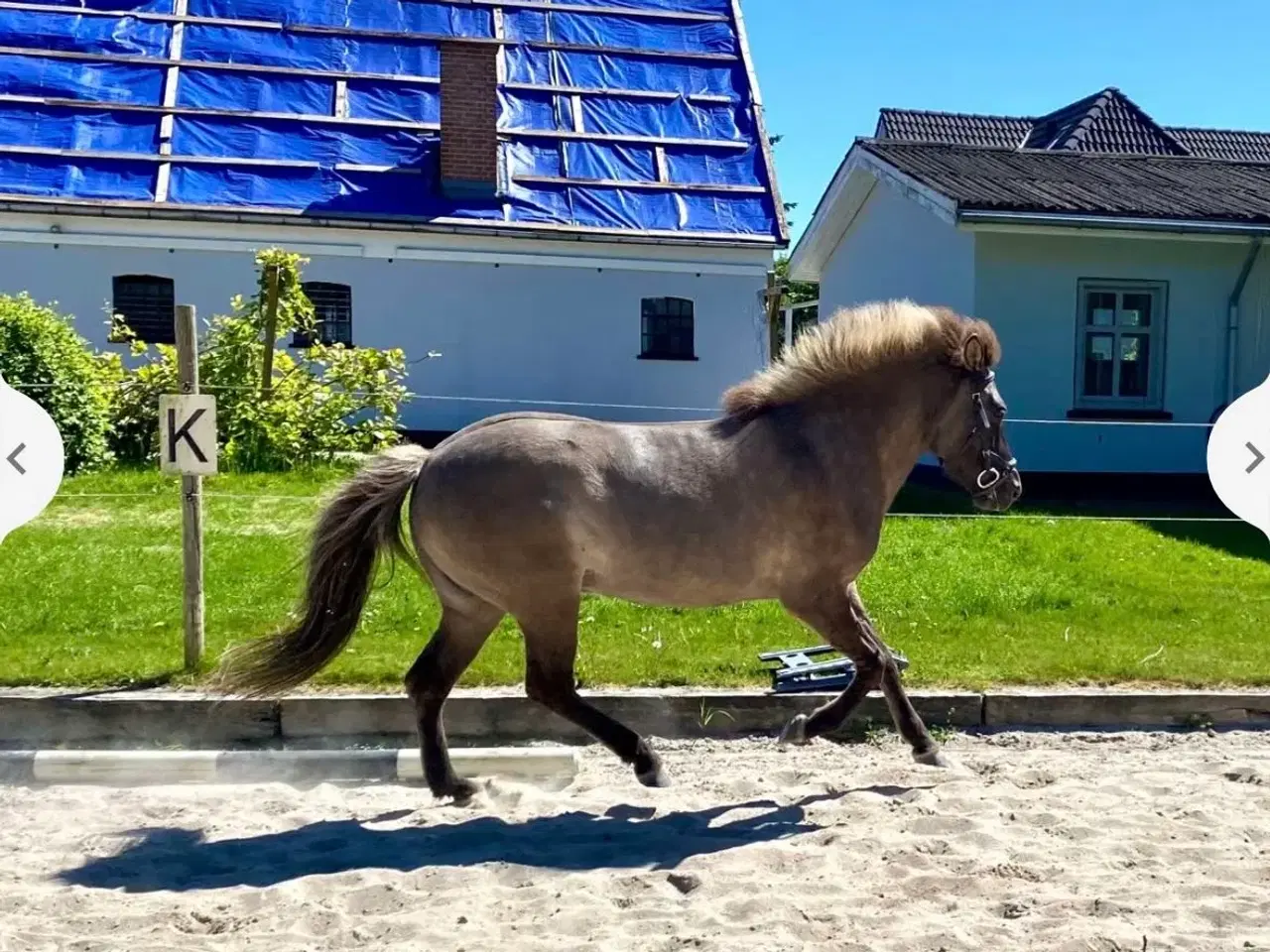 Billede 3 - Smuk sortblak hoppe