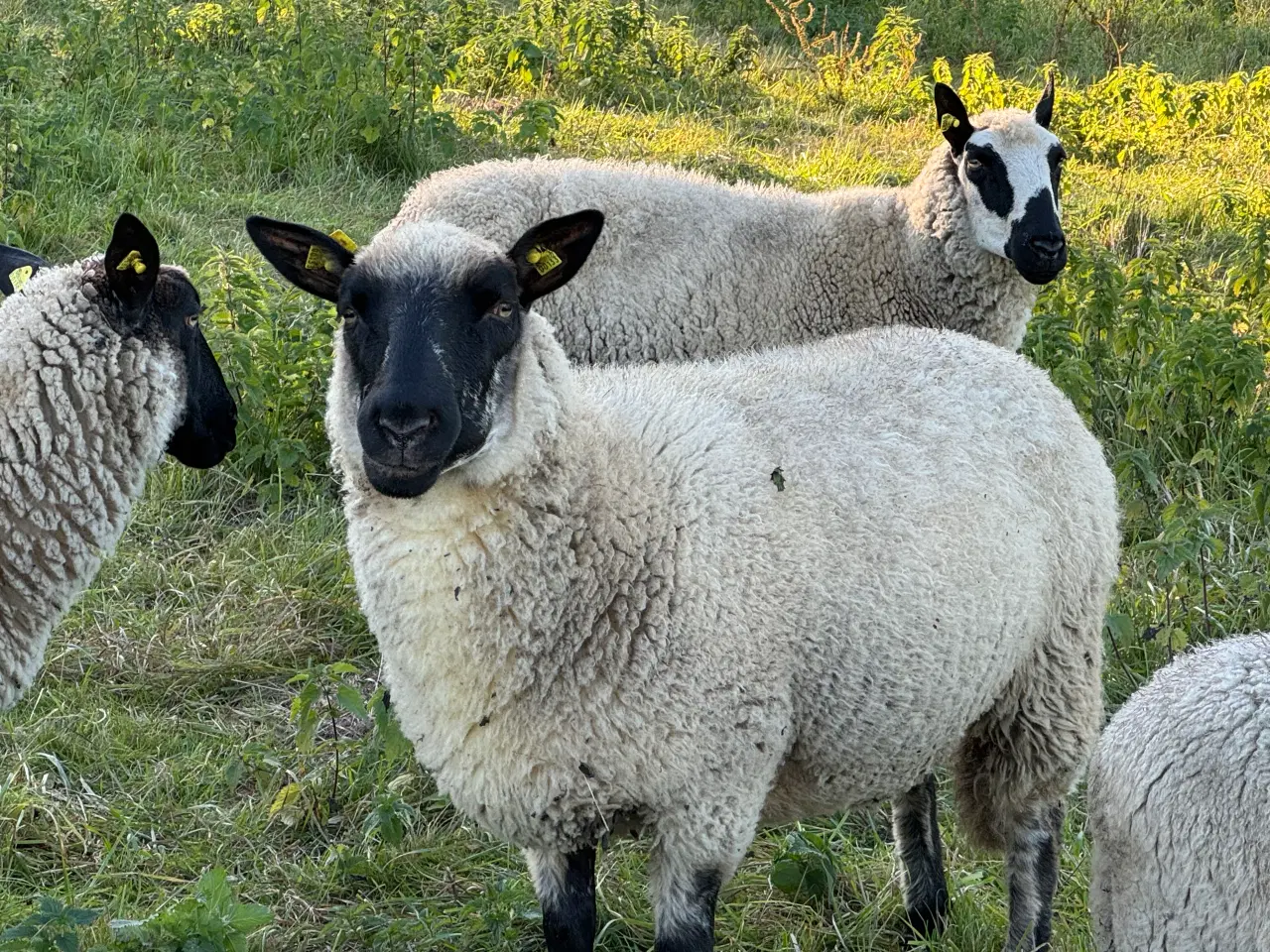 Billede 2 - 8 skønne får 