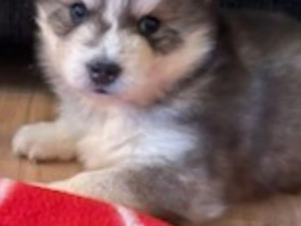 Billede 2 - Husky hvalpe sælges.