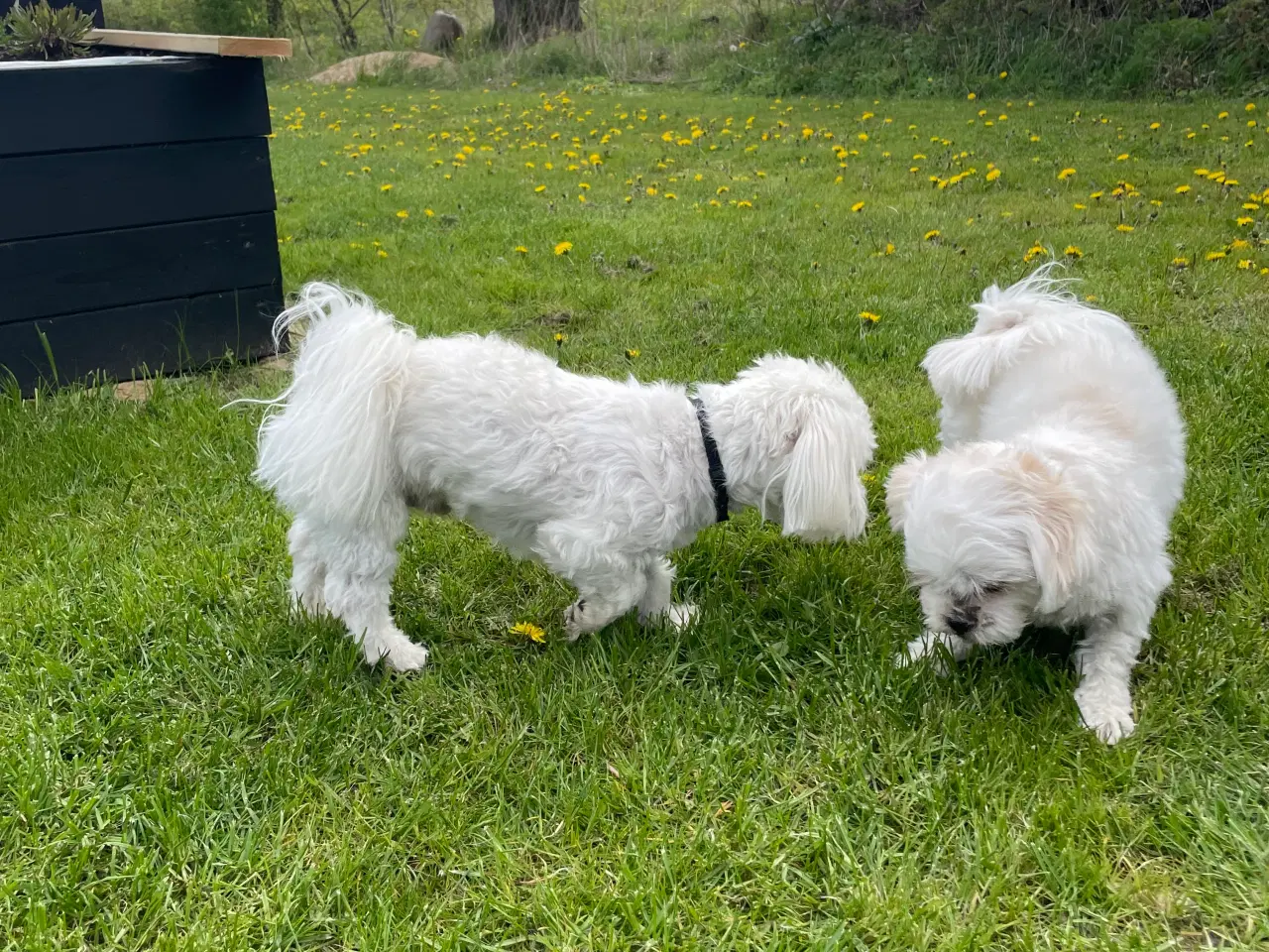 Billede 8 -  🐶 Boomer hvalpe 🐶 