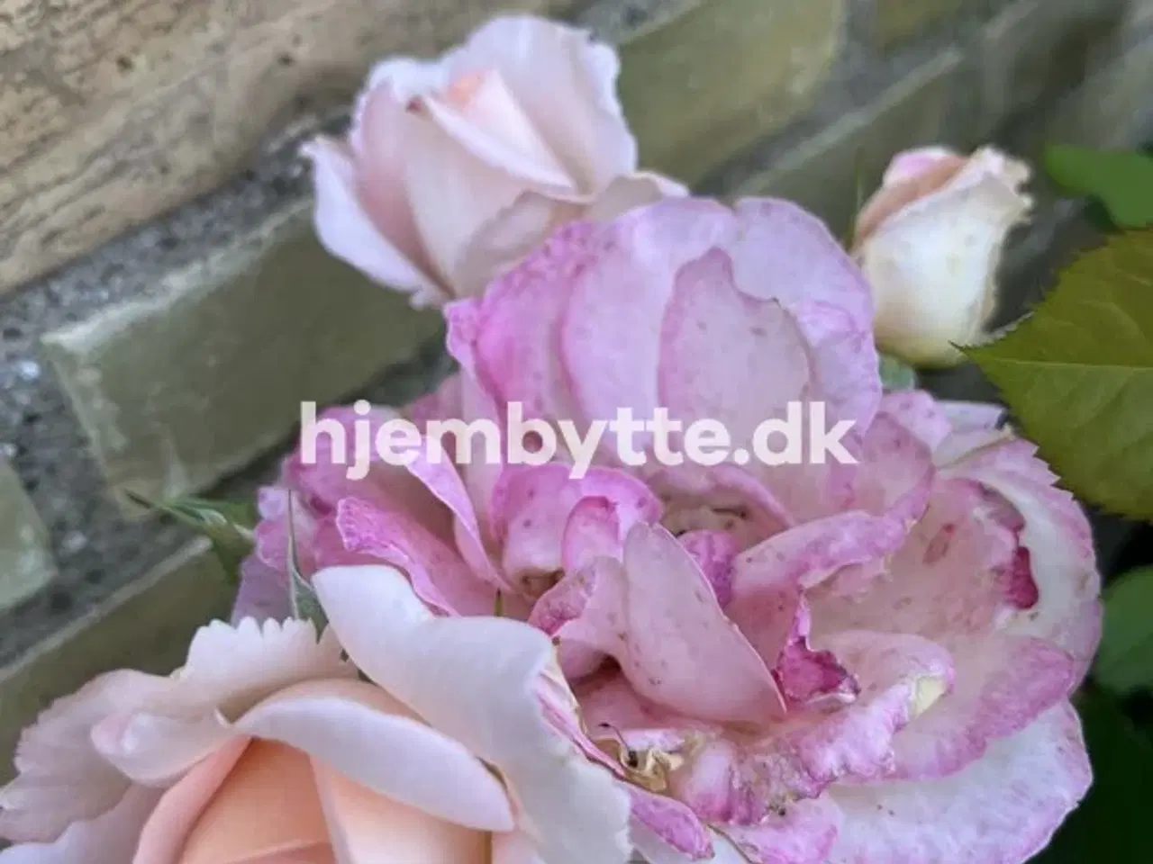 Billede 8 - Hjembytte - Bloustrødvej