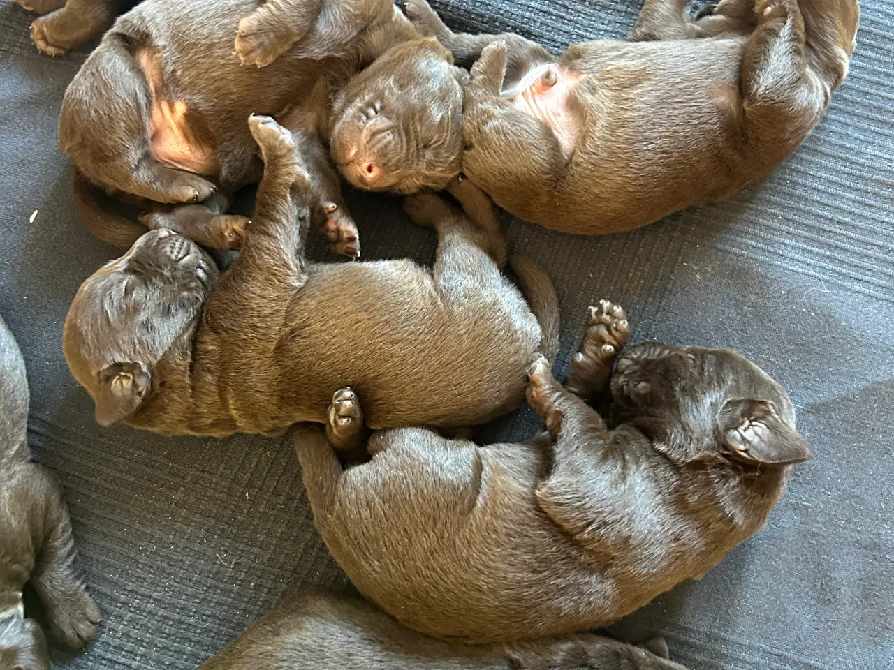 Billede 5 - Labrador hundehvalpe