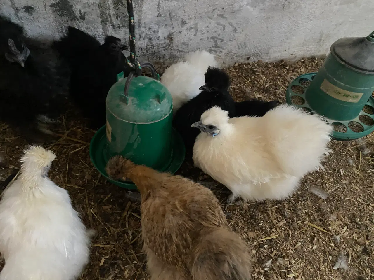 Billede 3 - Silke høns