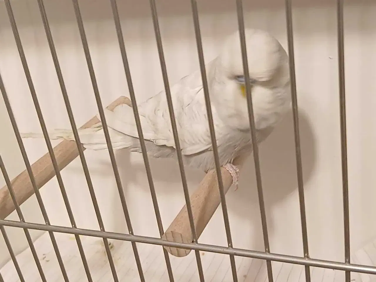 Billede 9 - 1 engelsk undulat han