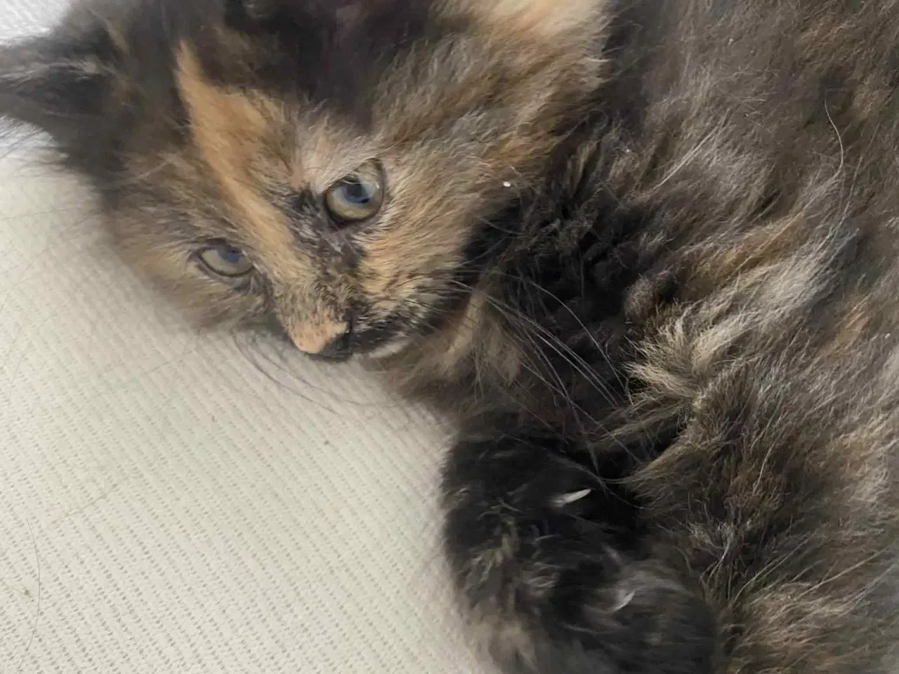 Billede 3 - Maine moon bl.a. med huskat