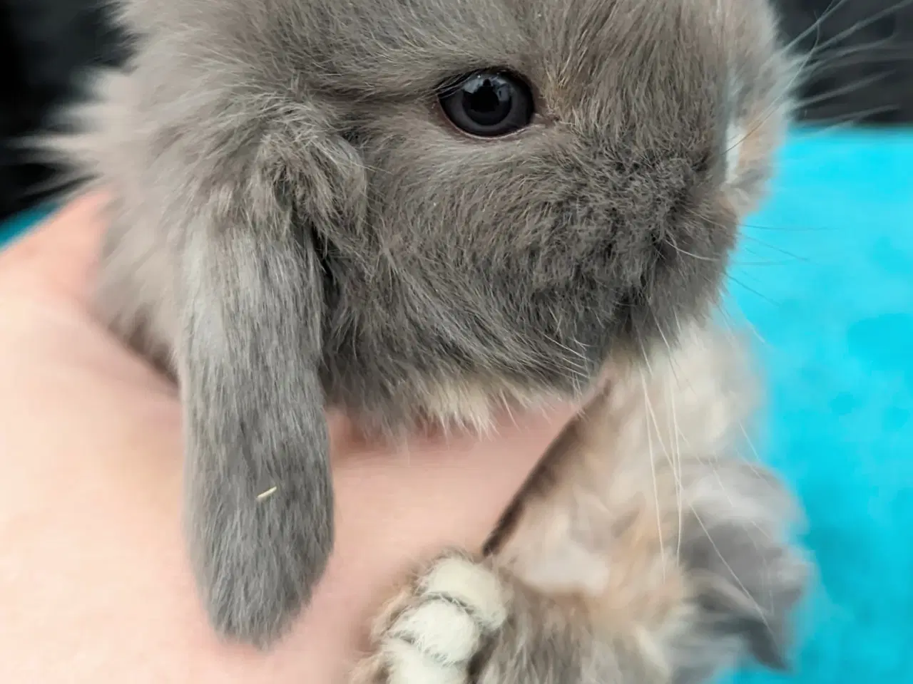 Billede 3 - Minilop kaninunge sælges