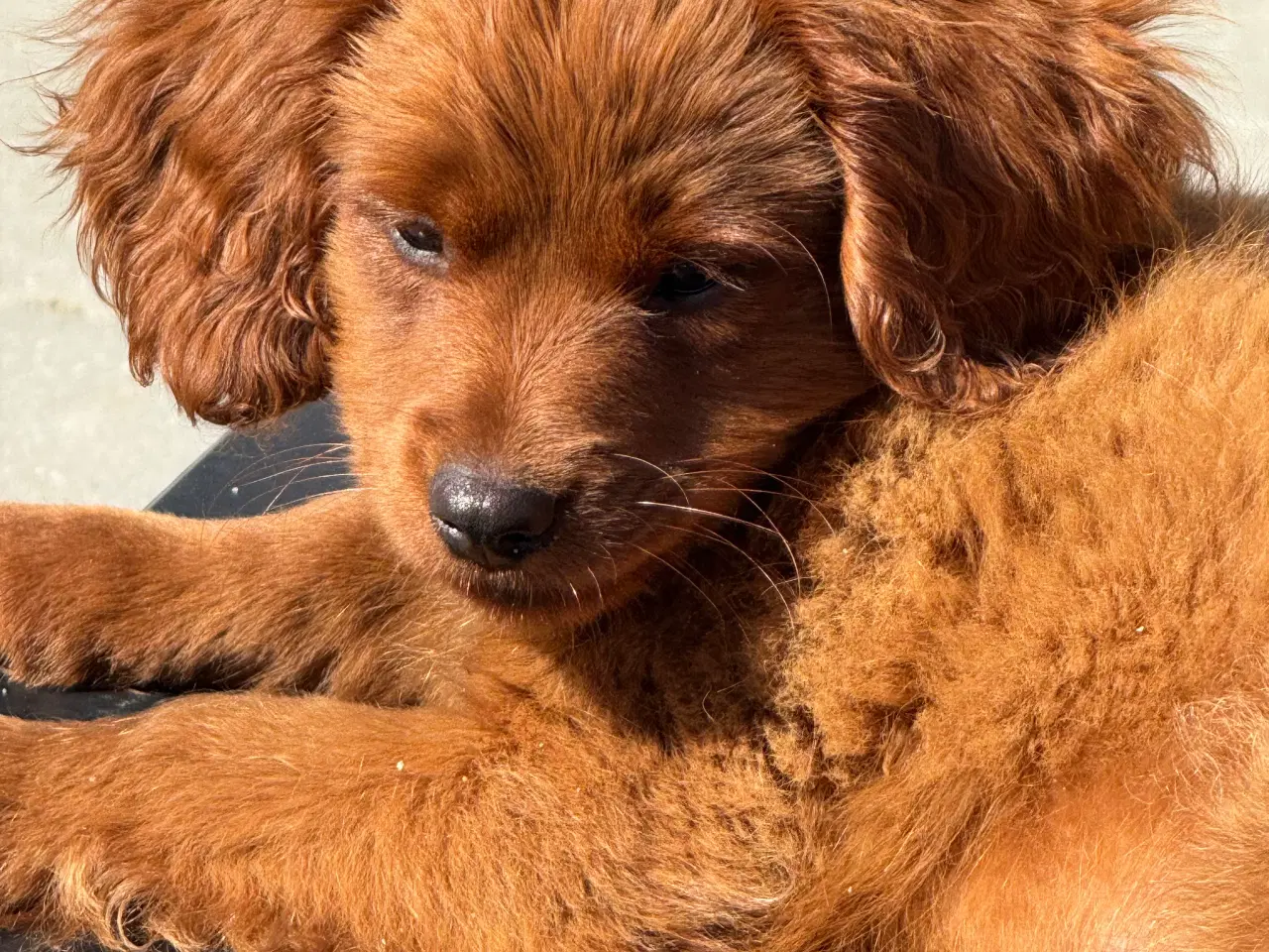Billede 11 - Cavapoo færdig vaccineret med pas  klar til sommer
