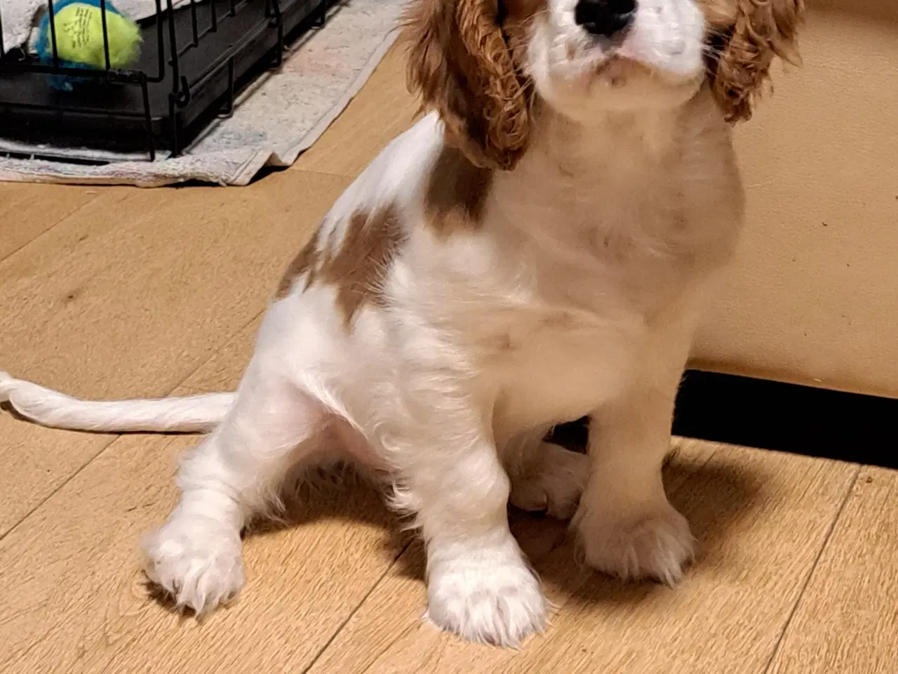 Billede 3 - Cavalier King Charles Spaniel hvalpe