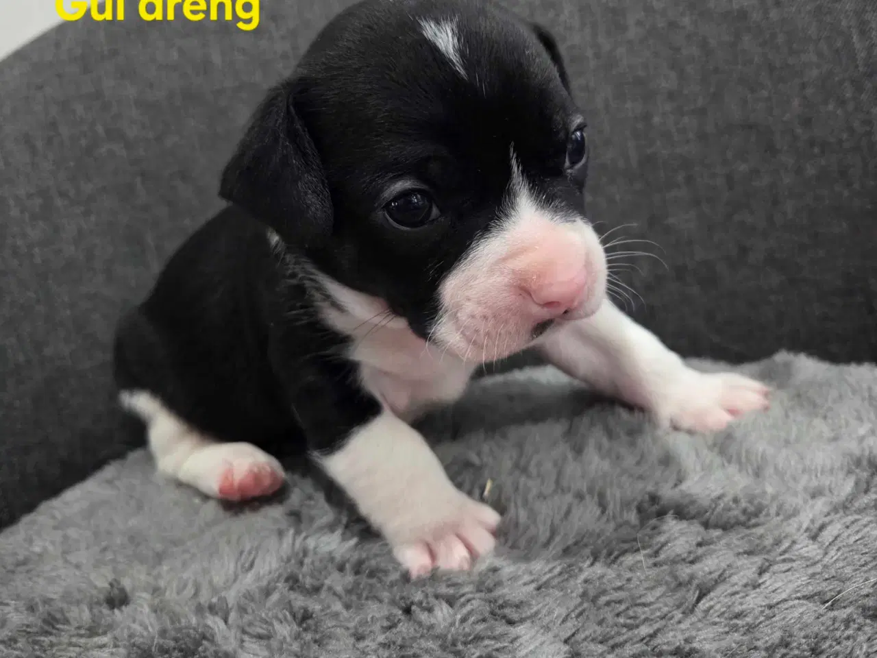 Billede 7 - Bullhuahua hvalpe 