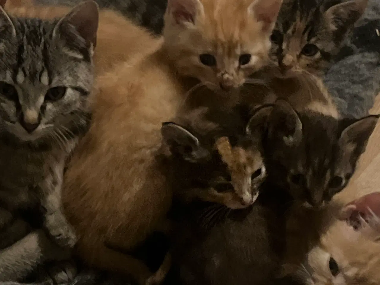 Billede 13 - 2 kuld , Indendørskillinger-afdrag muligt