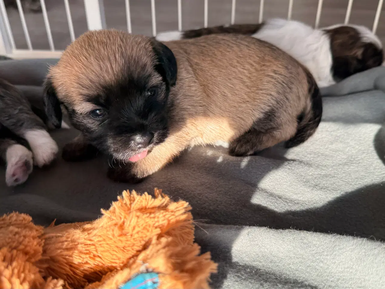 Billede 7 - 🐶 De skønneste familievenlige blandingshvalpe