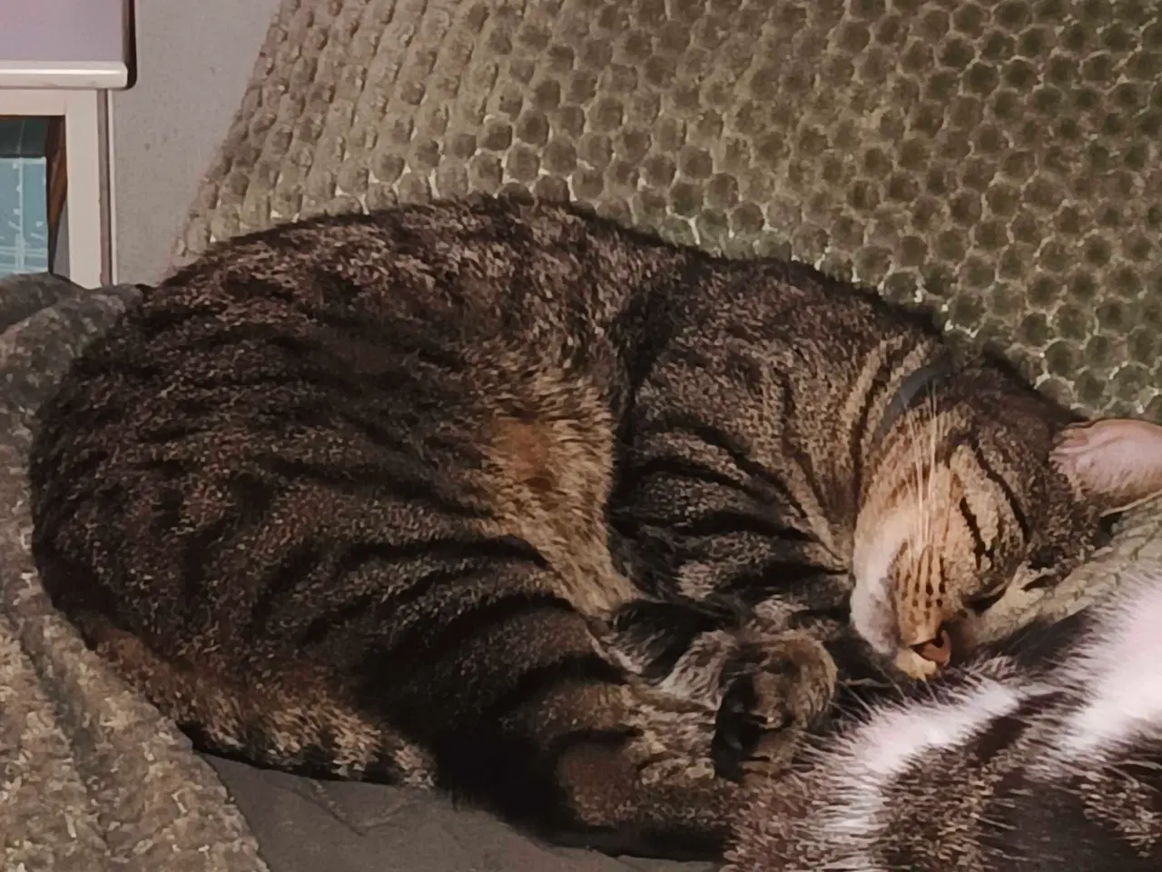 Billede 2 - Søger nyt indehjem sammen 