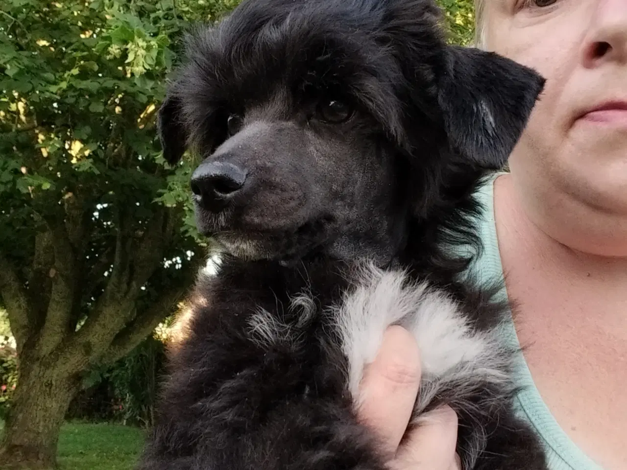 Billede 3 - Chinese crested powder puff dreng med DKK stambog